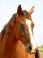 הסוסים - לולה
